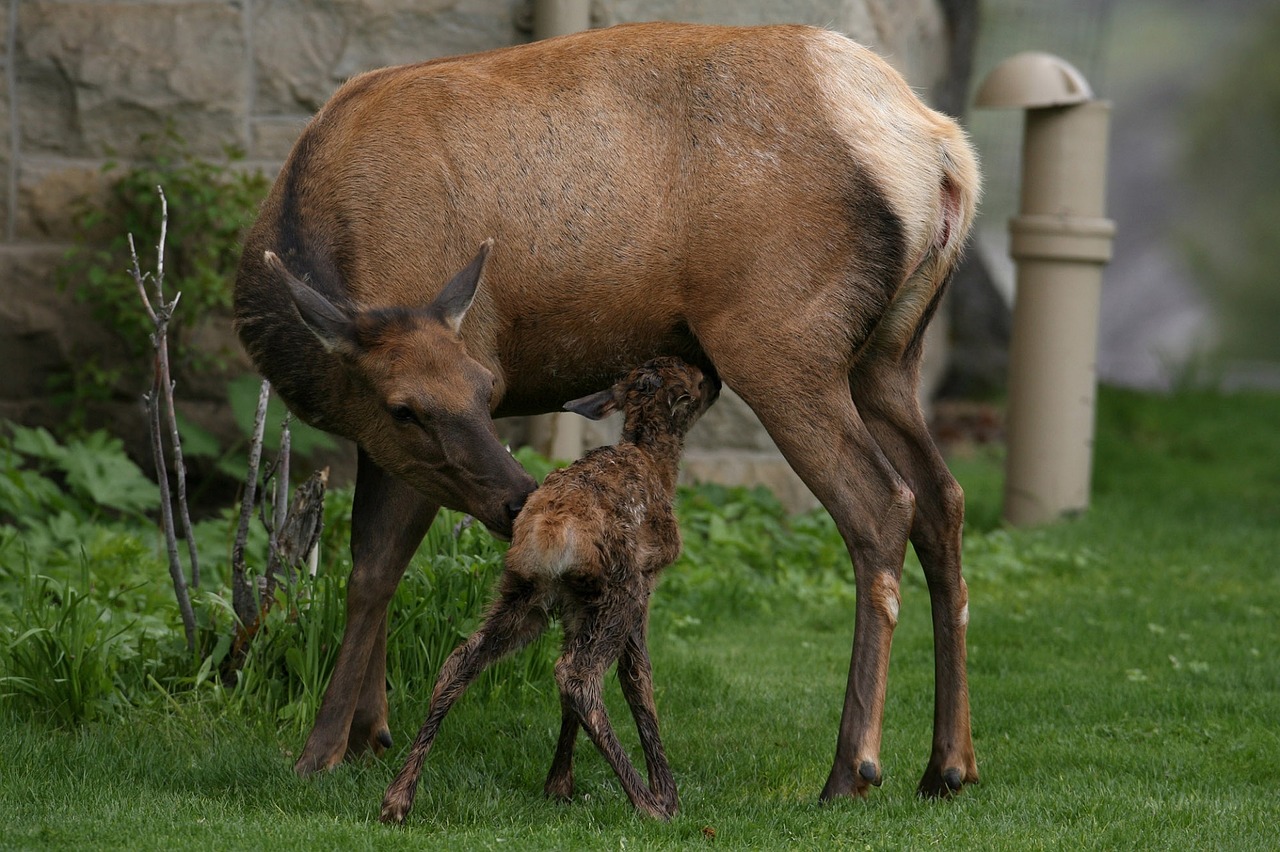 Moederhert met babyhertje