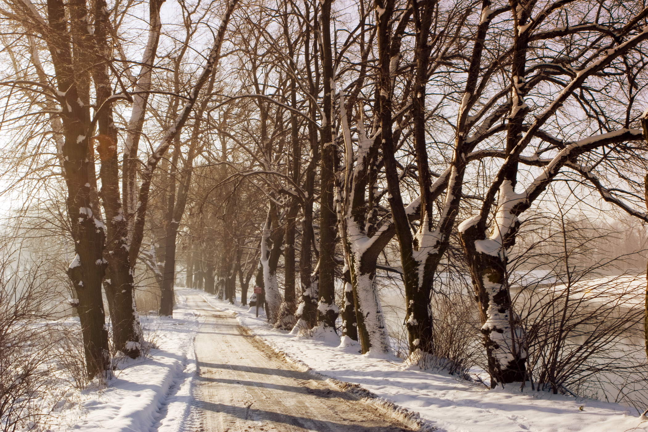 Winters landschap met veel besneeuwde bomen en een oprijlaan.