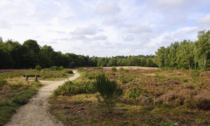 Het wandelpad over de heide van de Kaapse Bossen bij Doorn 