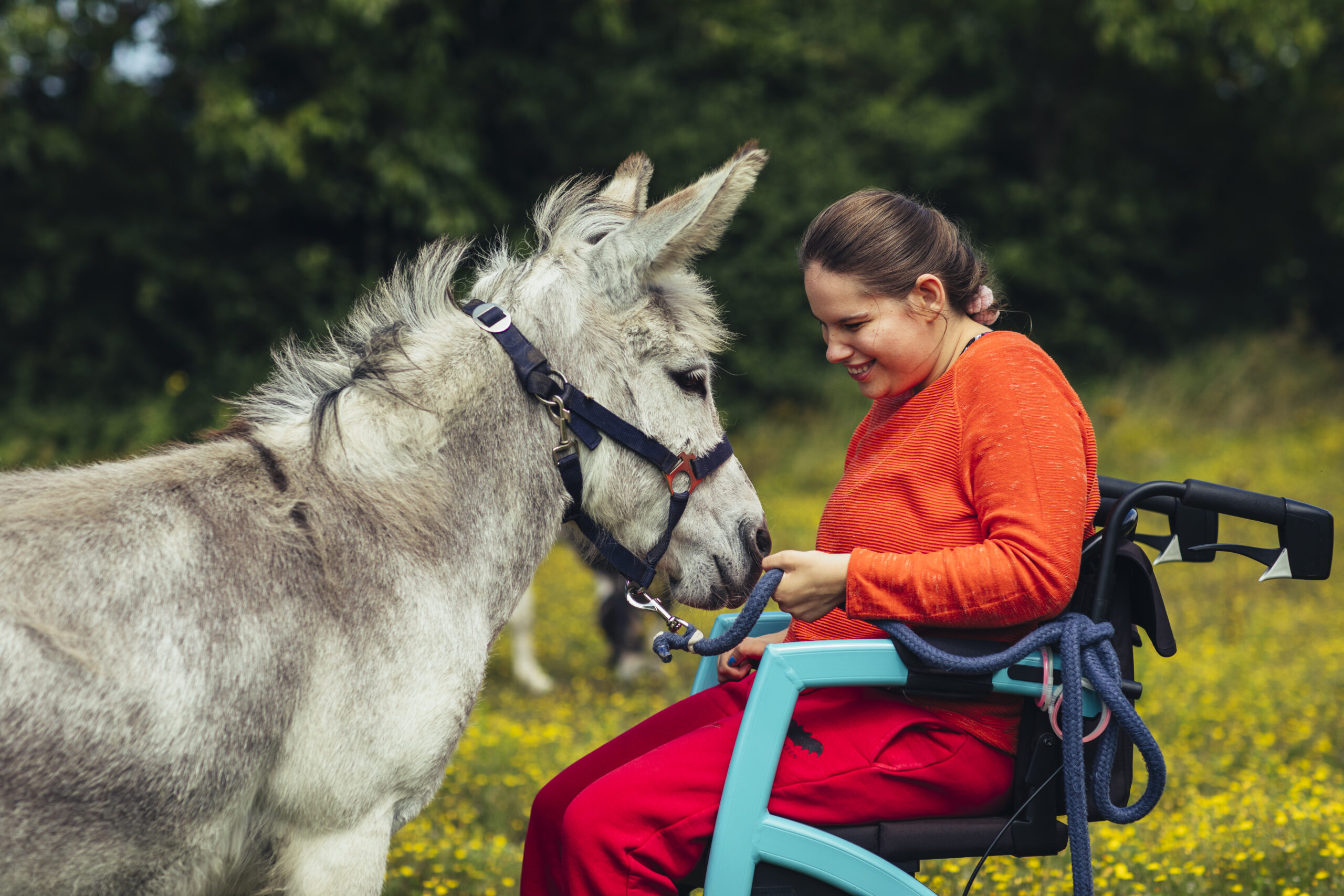 Een meisje met een verstandelijke beperking zit in een rolstoel en zit bij een ezel